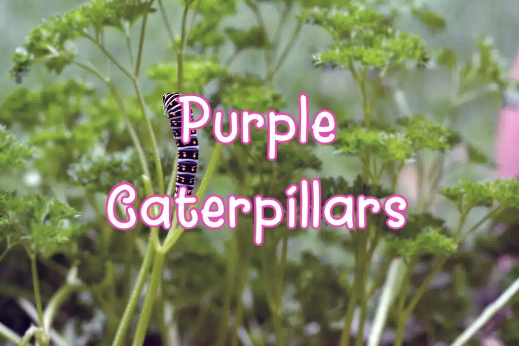 purple caterpillars