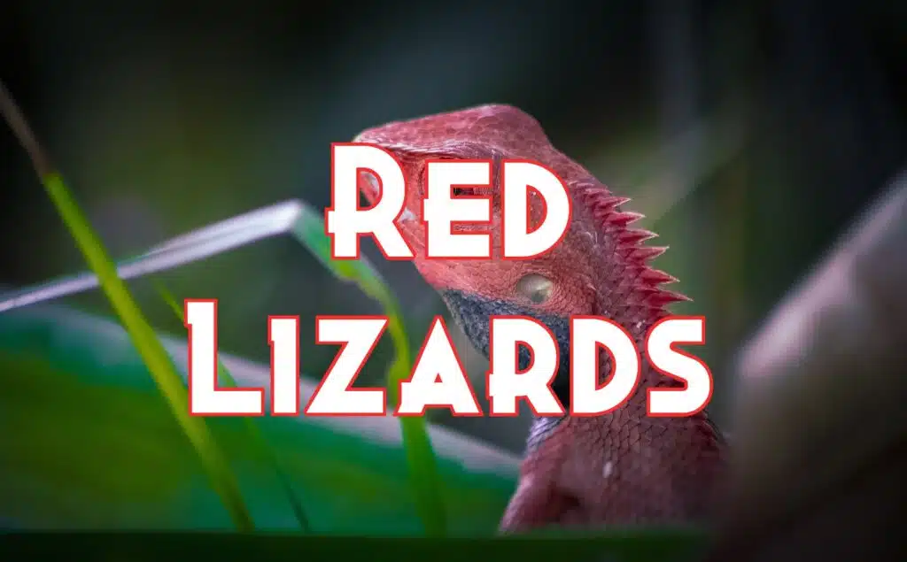 red lizards