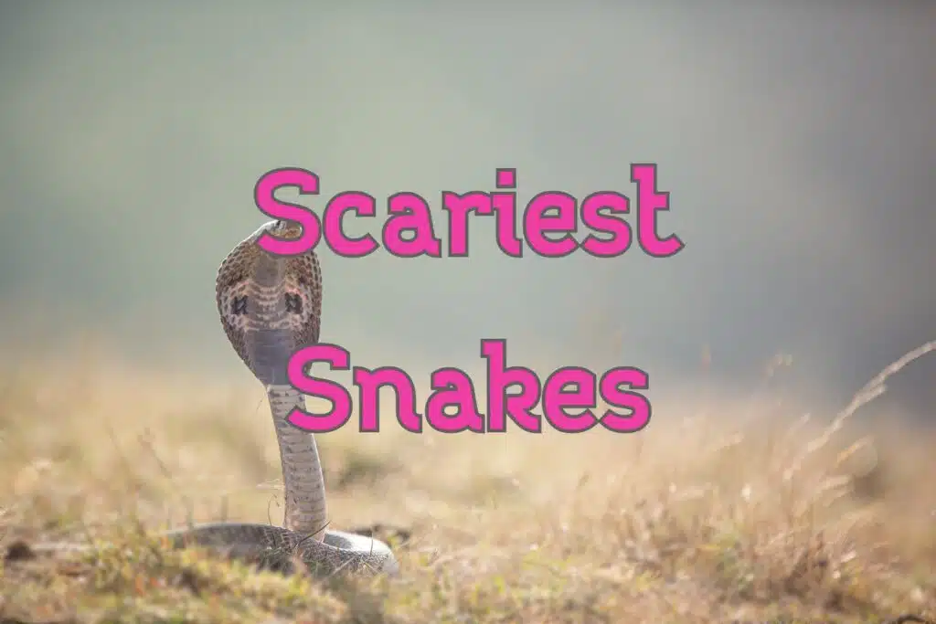 scary snakes