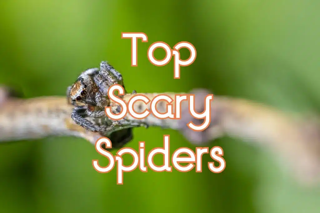 scary spiders