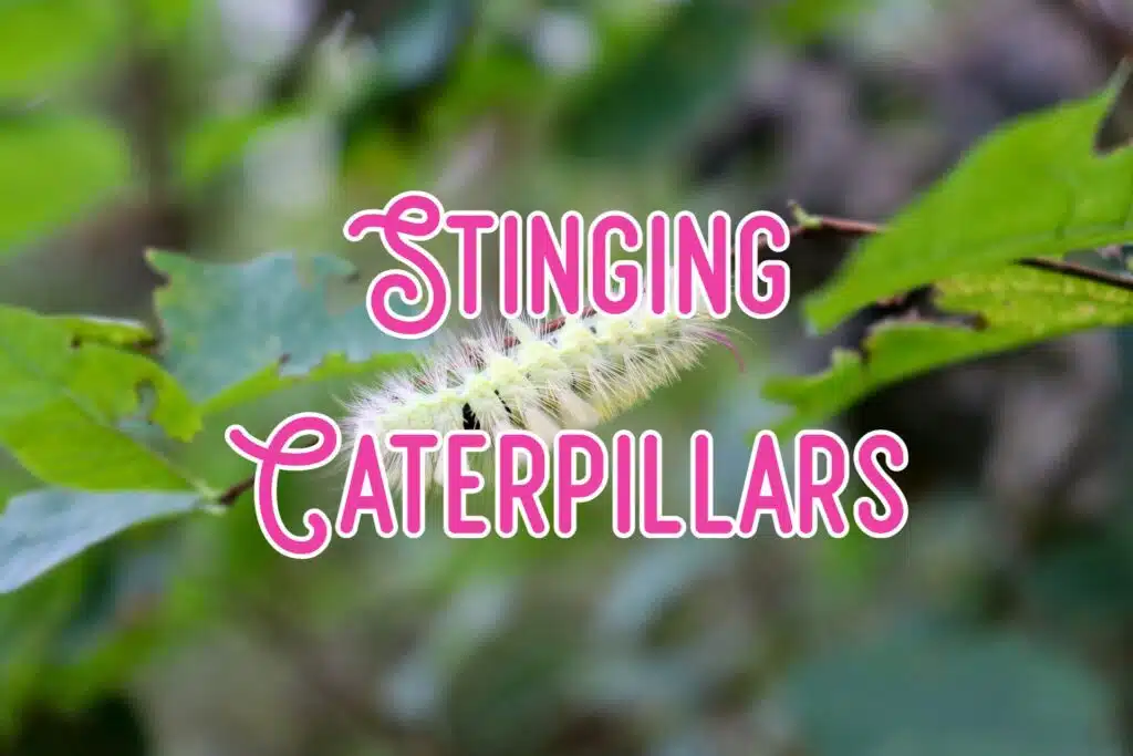 stinging caterpillars