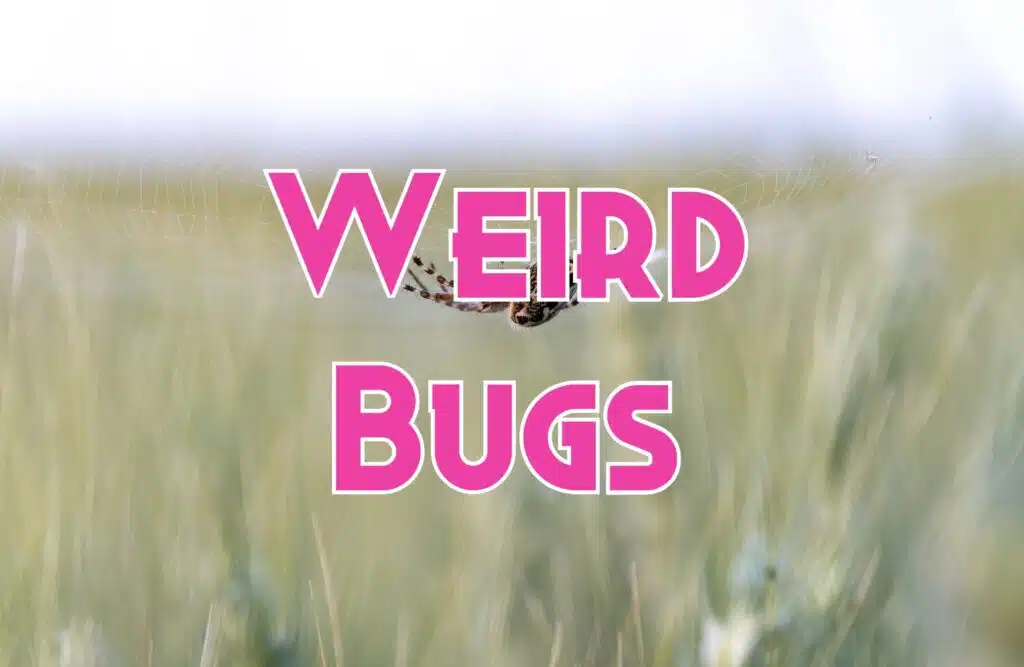 weird bugs