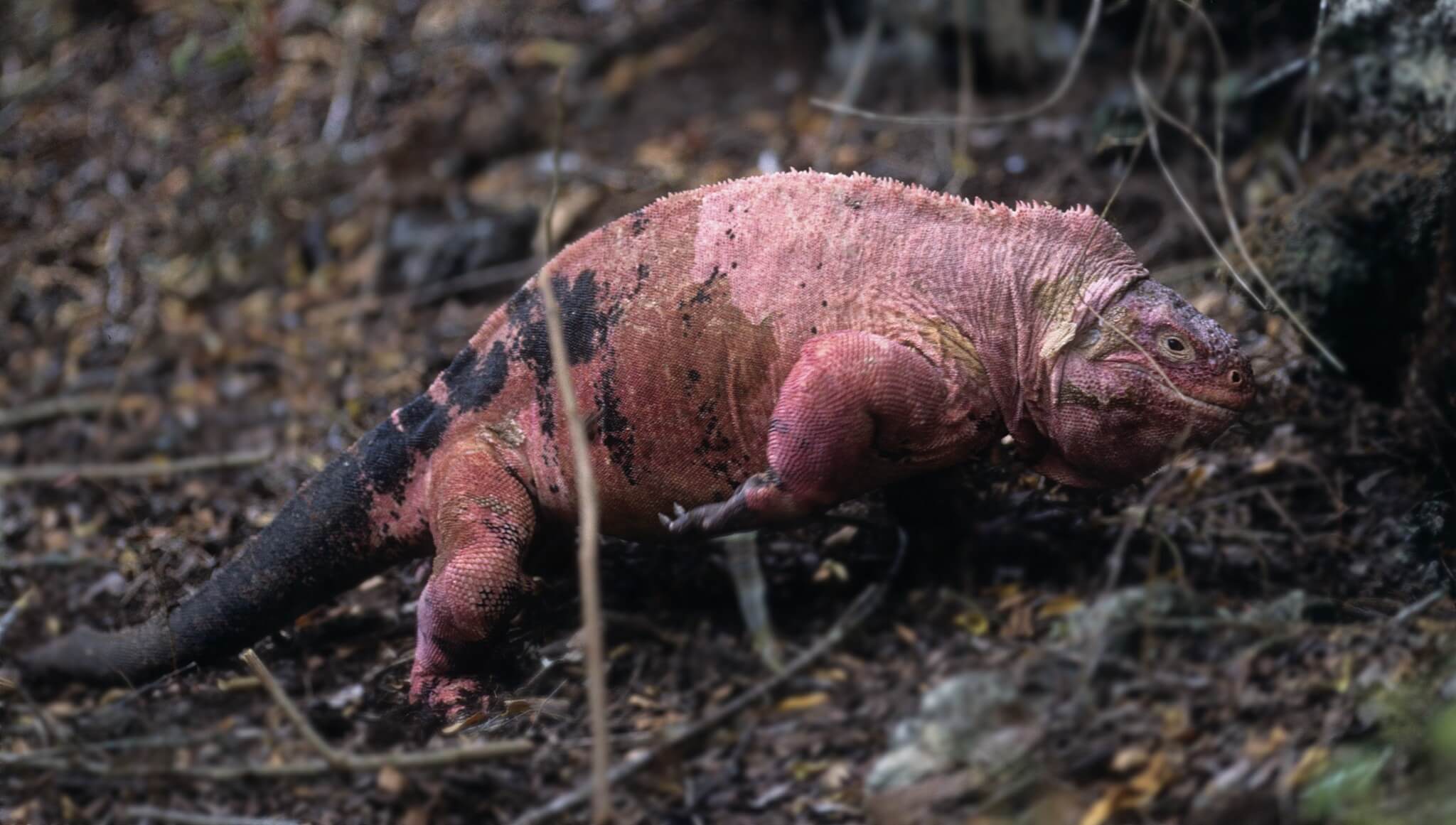 6 Rare Pink Lizards In The World with Pictures 6 Rare Pink Lizards In The World with Pictures