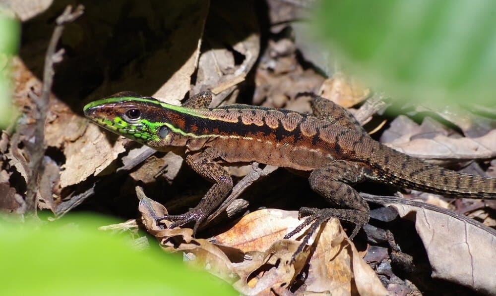 20 Common Lizards In The Rainforest (with Pictures)