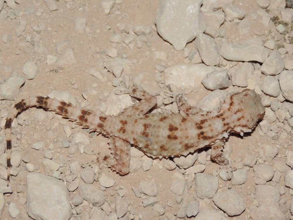 26 Amazing Lizards In The Desert (with Pictures)