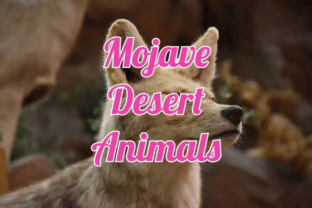 animals in Mojave desert
