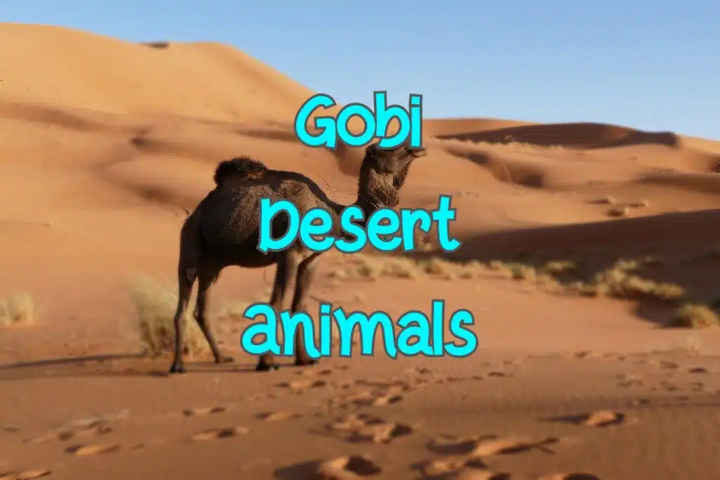 animals in gobi desert