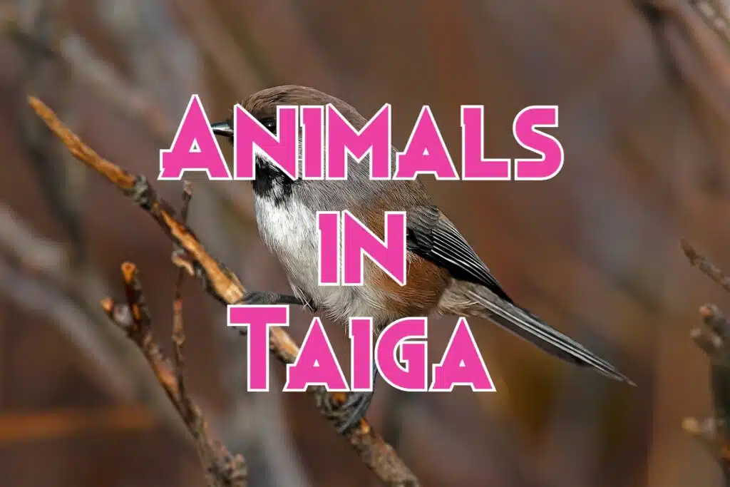 animals in taiga