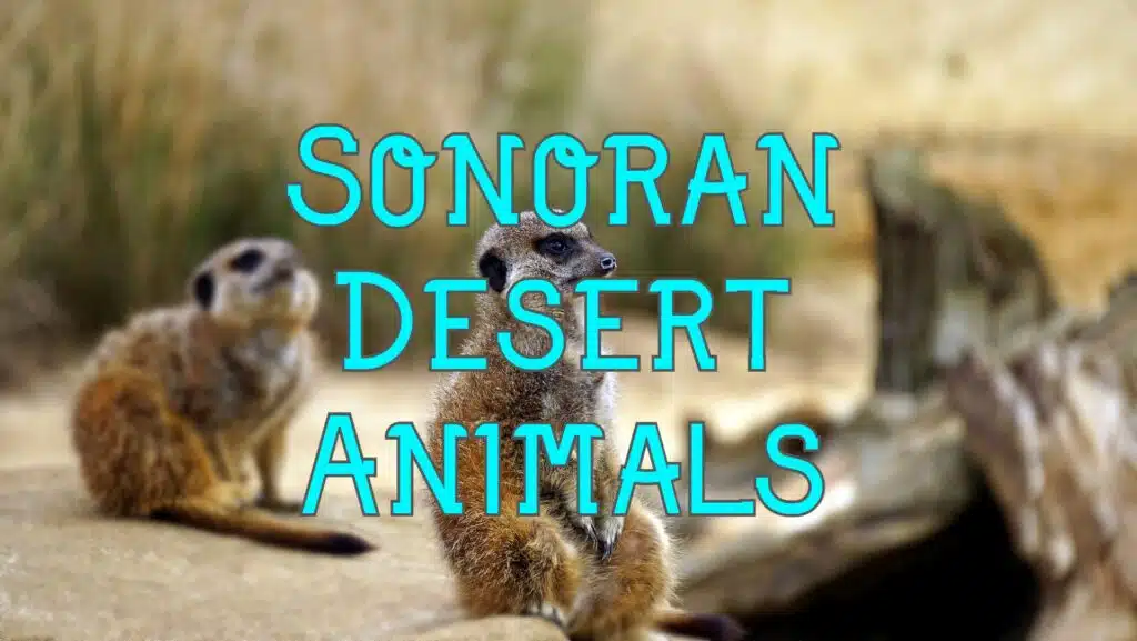 animals of sonoran desert