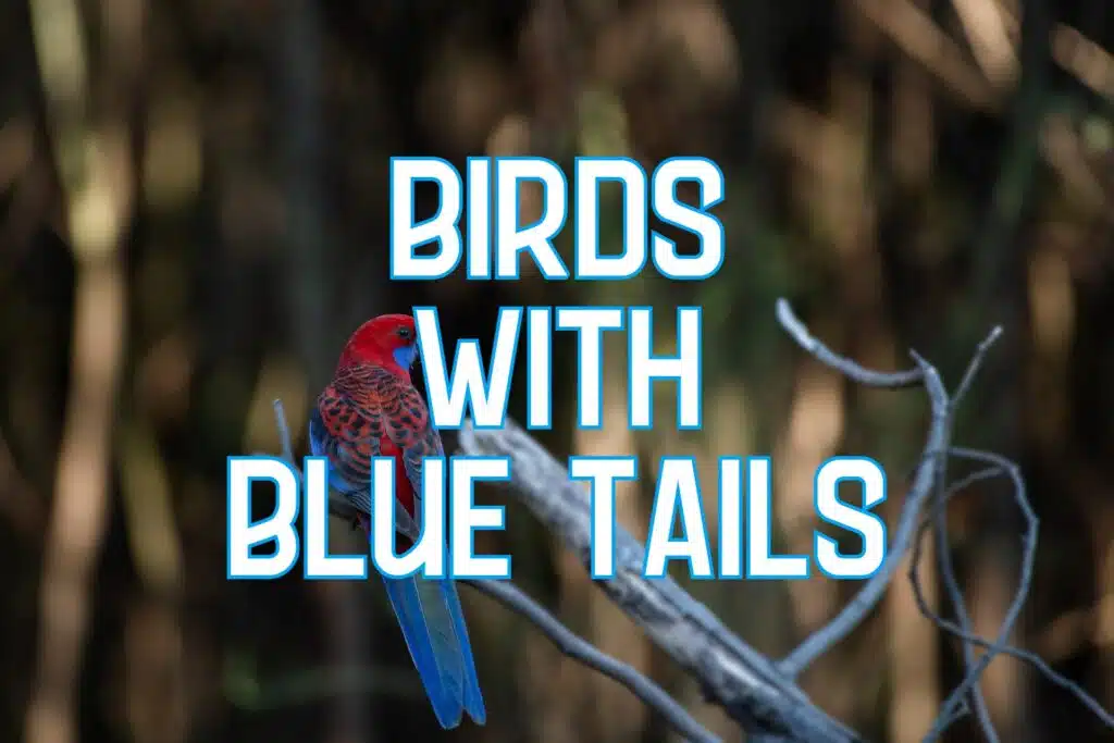 birds with blue tails