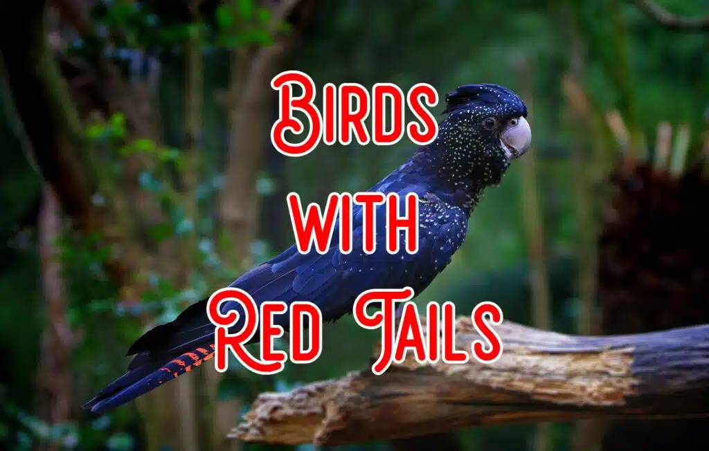 birds with red tails