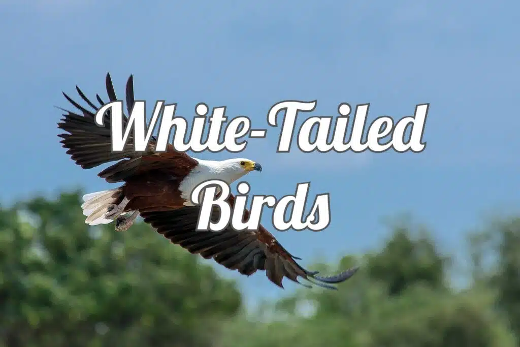 birds with white tails