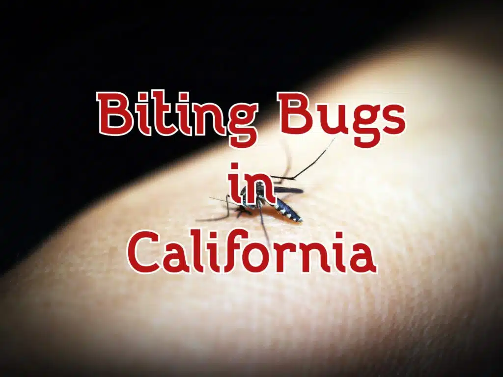 biting bugs in california