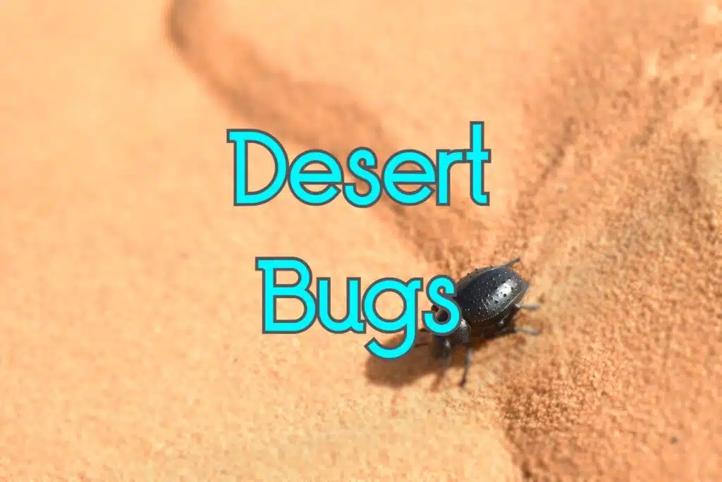 bugs in desert