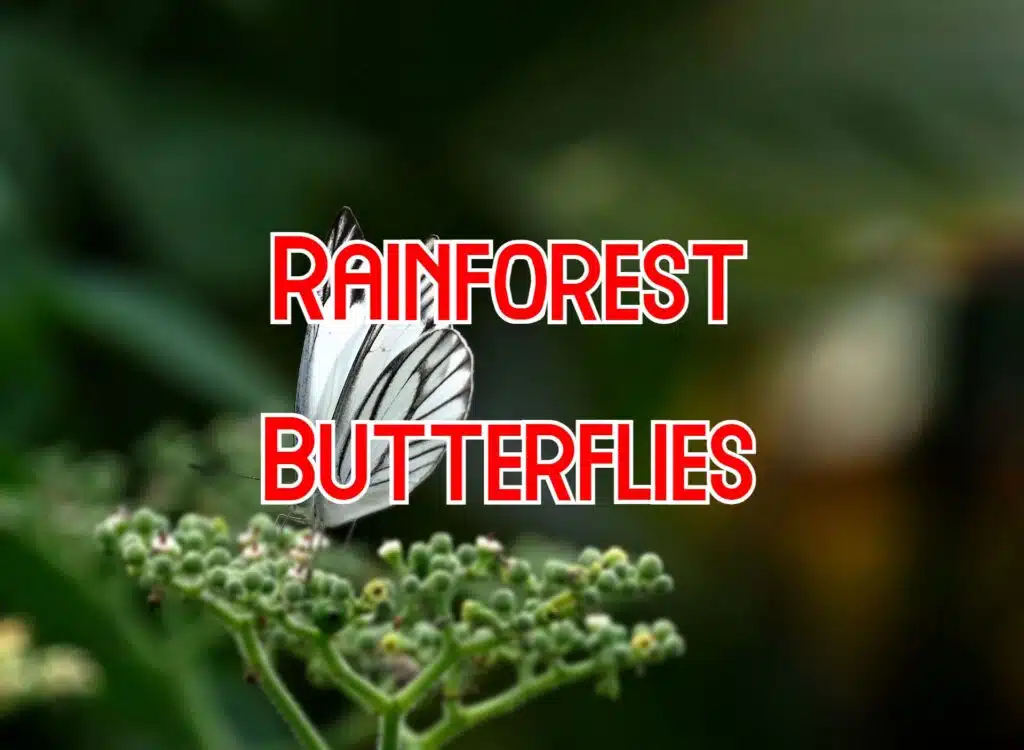 butterflies in rainforest