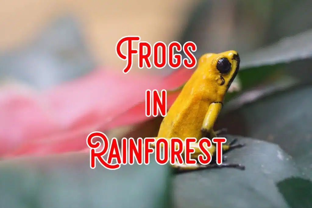 frogs in rainforest