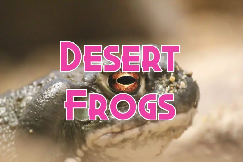 frogs toads in desert