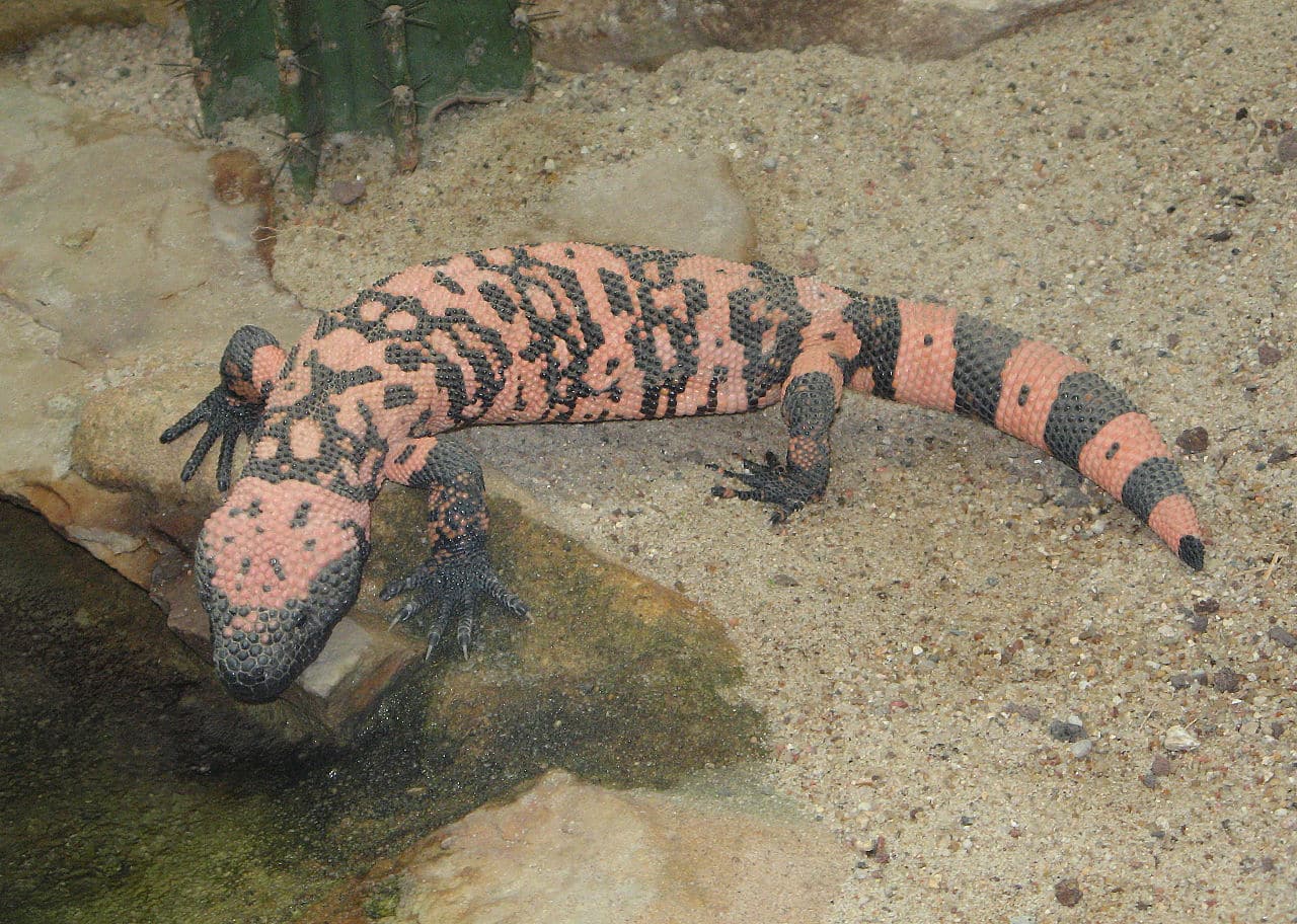 6 Rare Pink Lizards In The World with Pictures 6 Rare Pink Lizards In The World with Pictures