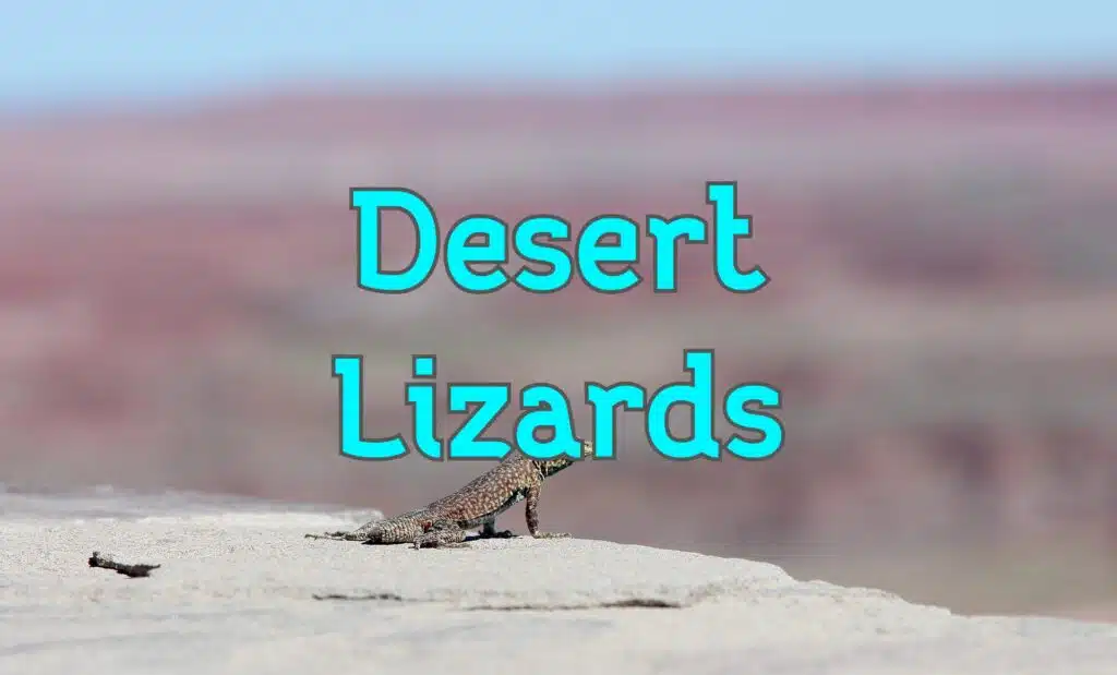 lizards in desert