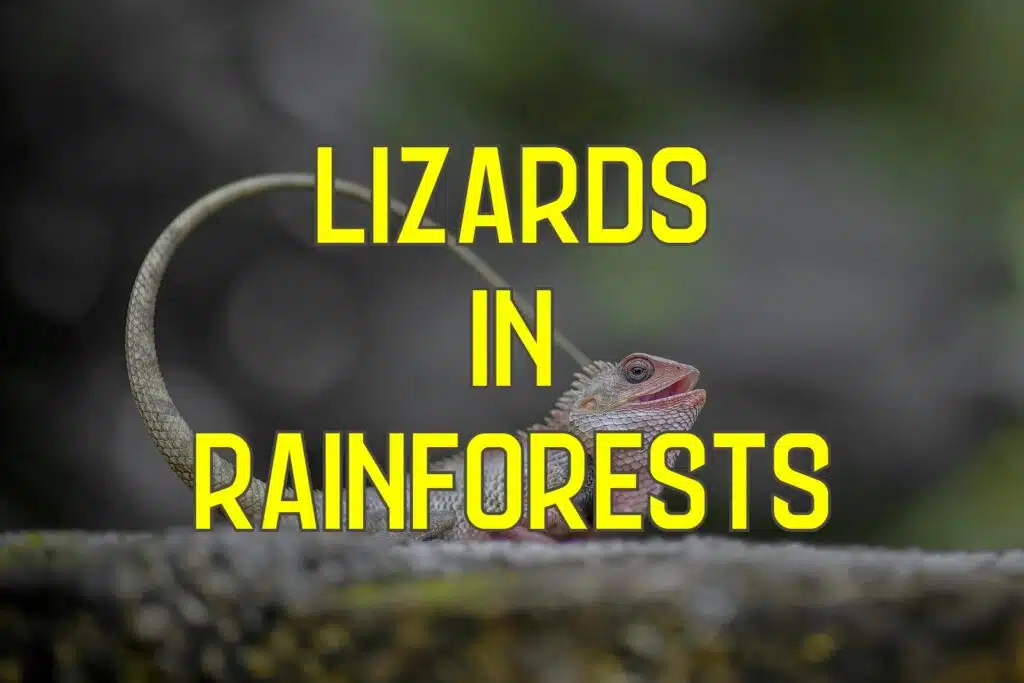 lizards in rainforest