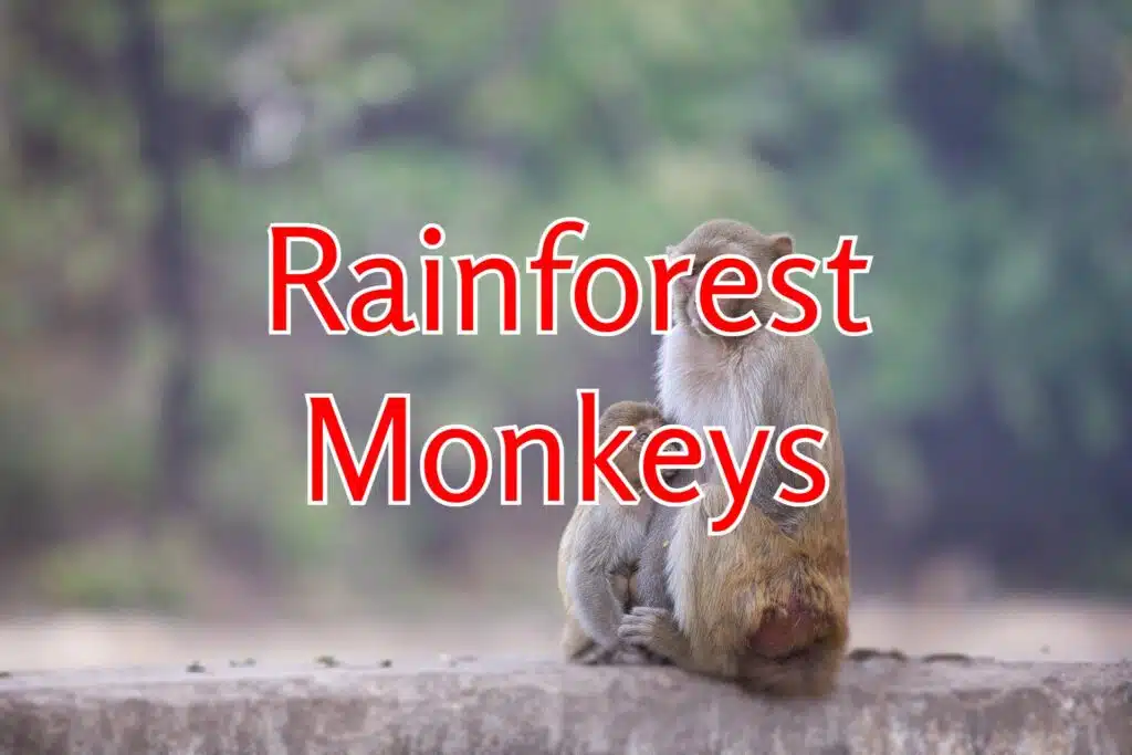 monkeys in rainforests