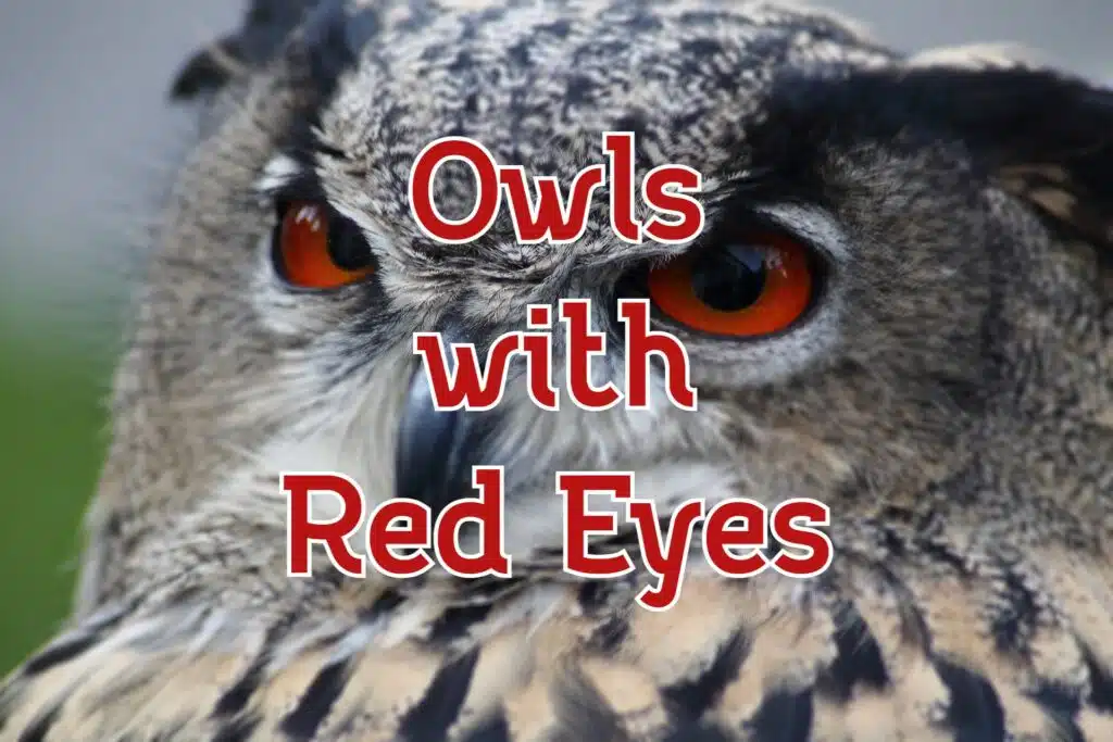 owls with red orange eyes