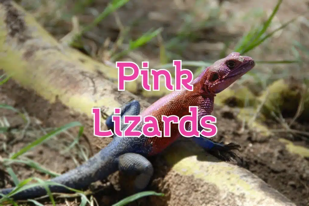 pink lizards