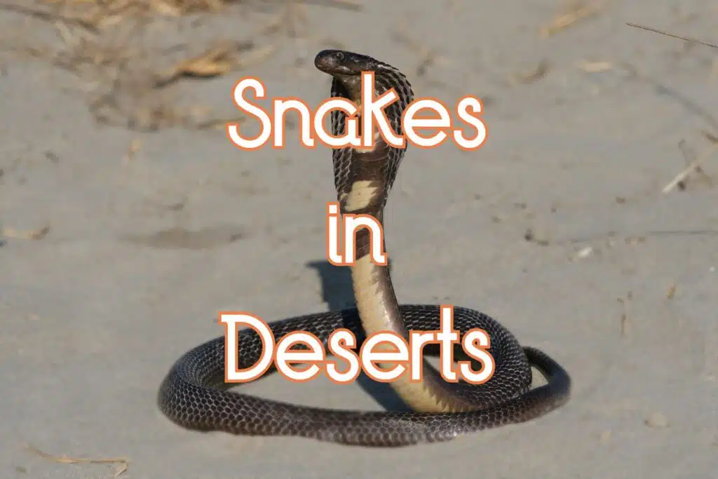 snakes in deserts