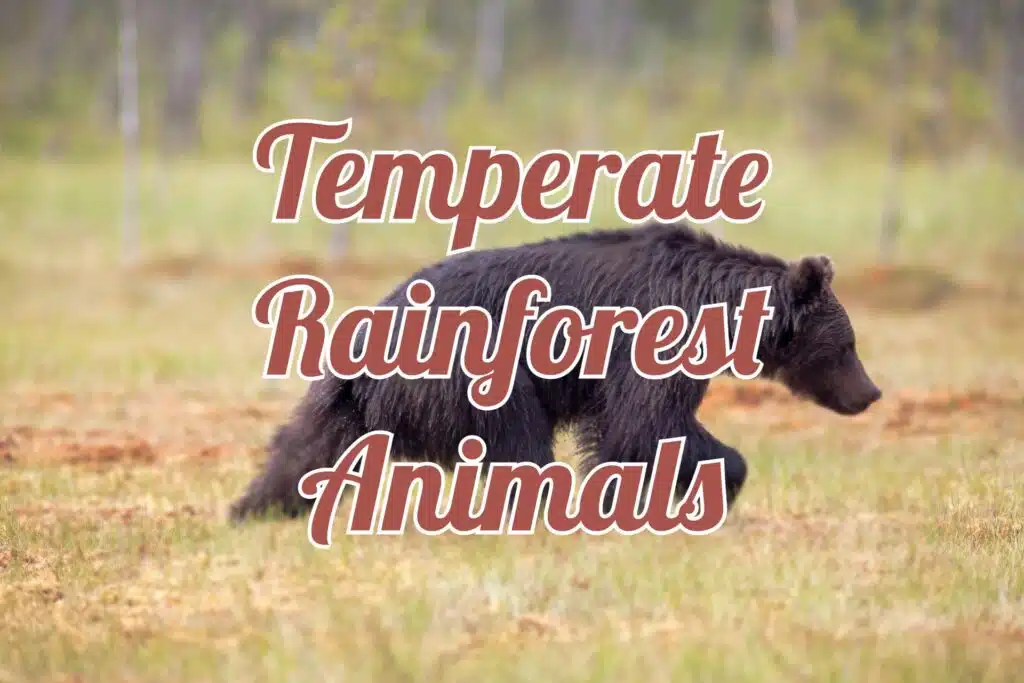animals in temperate rainforest