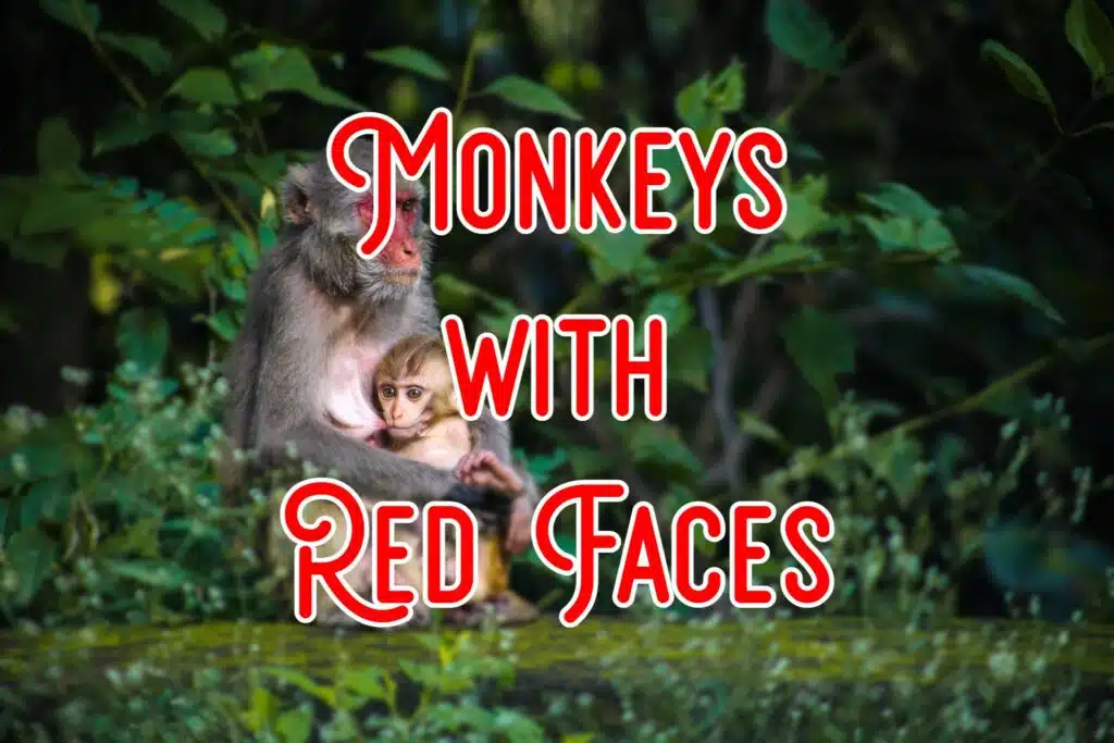 monkeys with red pink faces