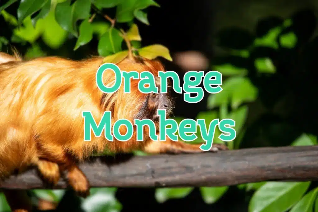orange monkeys