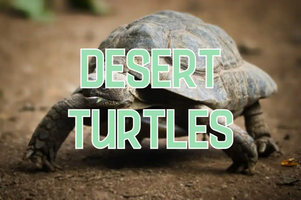 turtles tortoises in desert