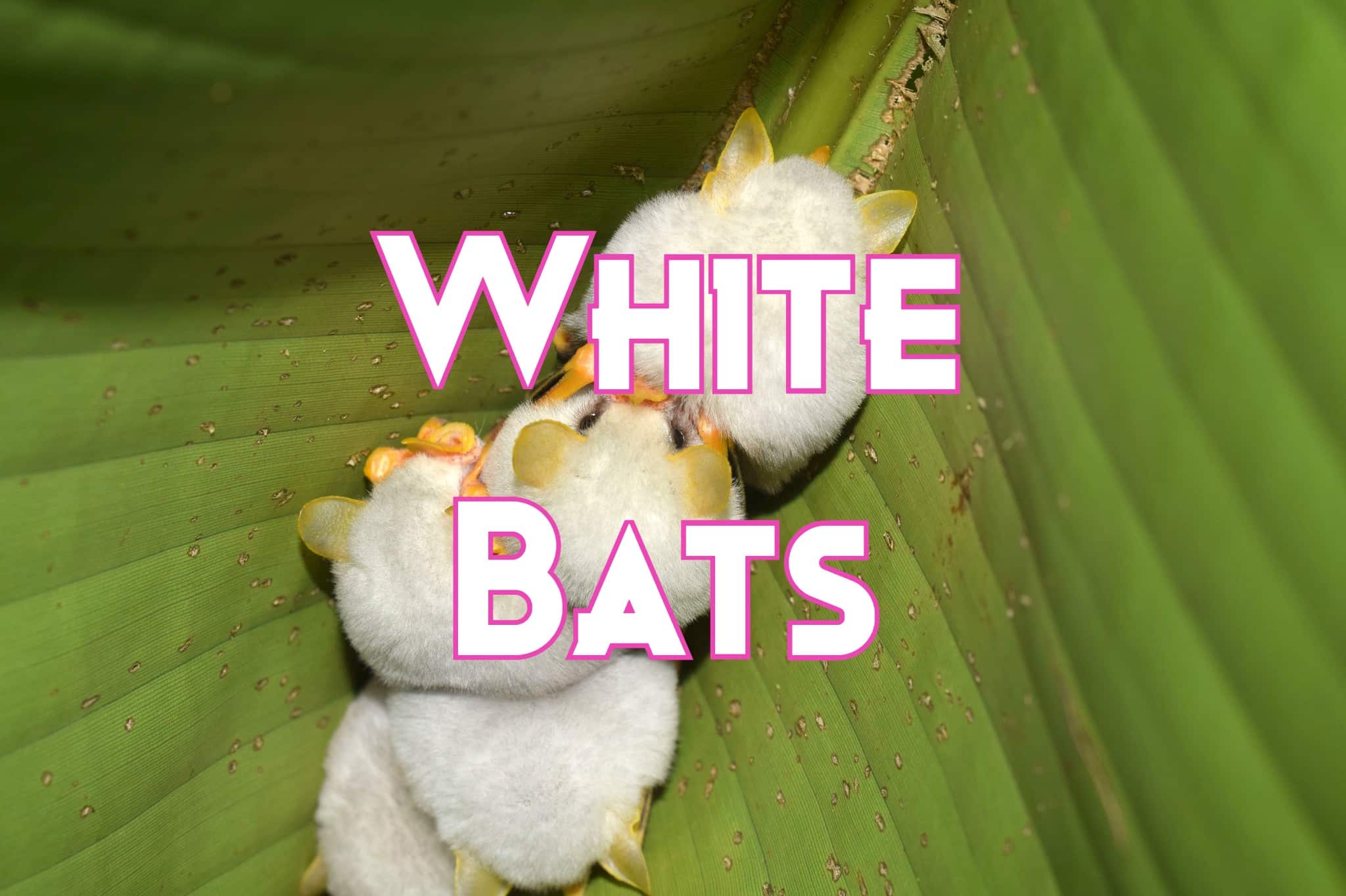 10 Amazing White Bats in The World (with Pictures)