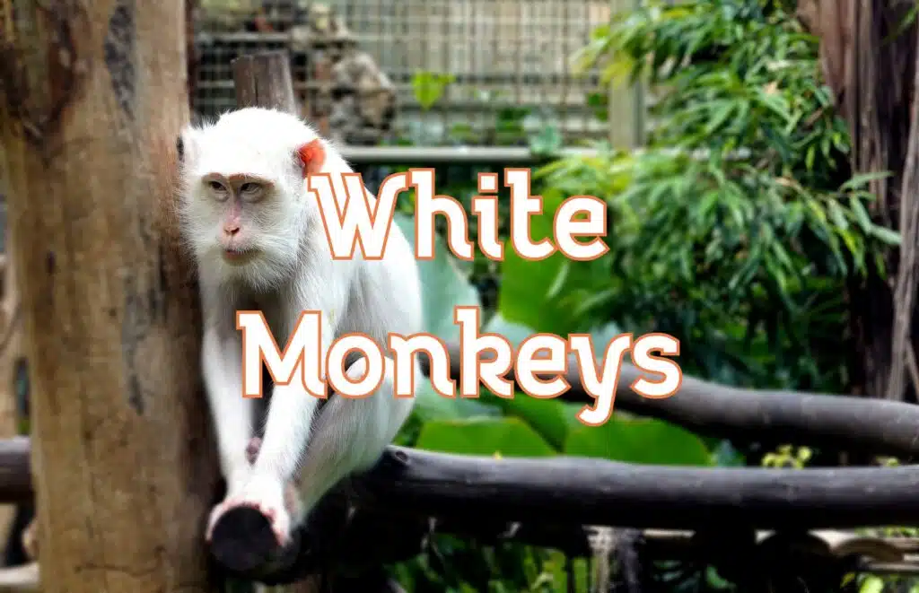 white monkeys