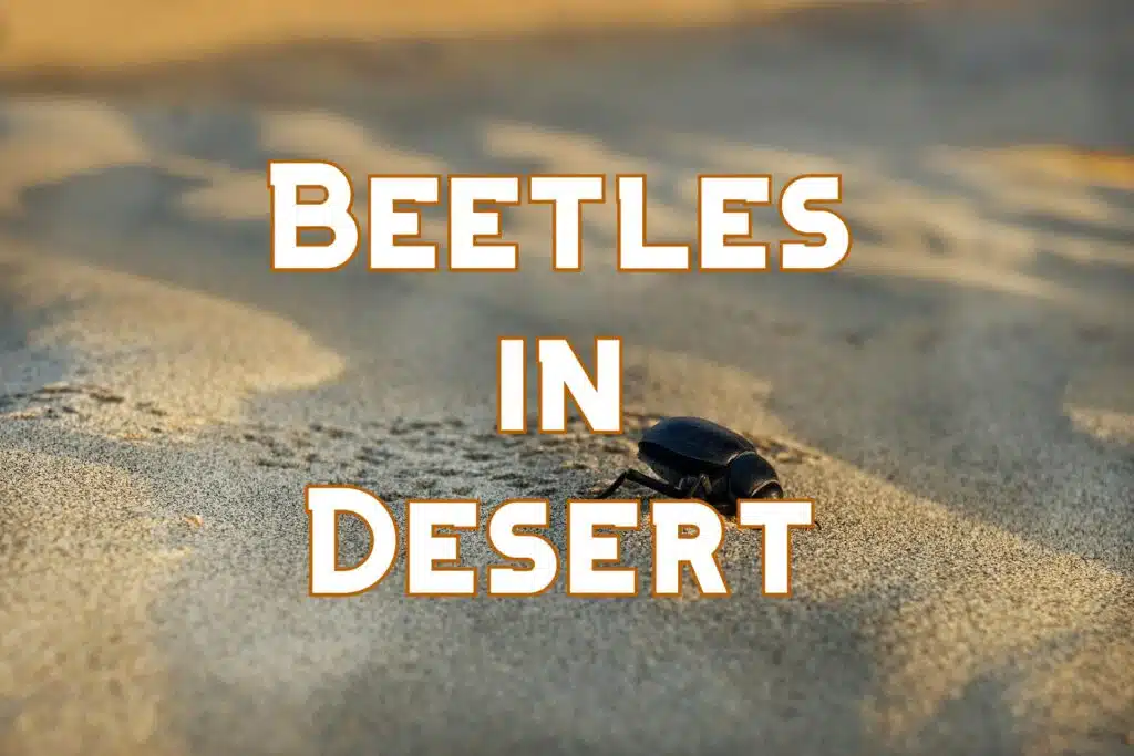 beetles in desert