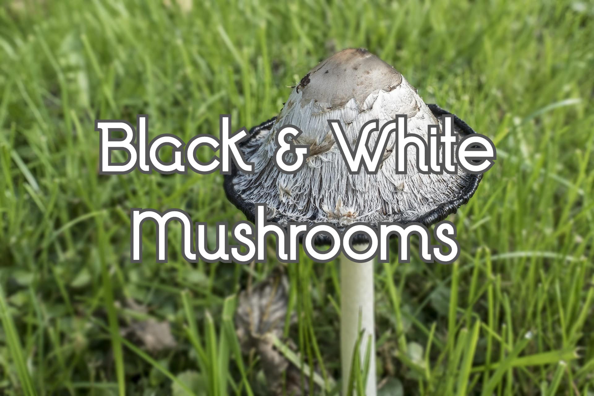 13 Black and White Mushrooms (Some of Them Are Deadly)