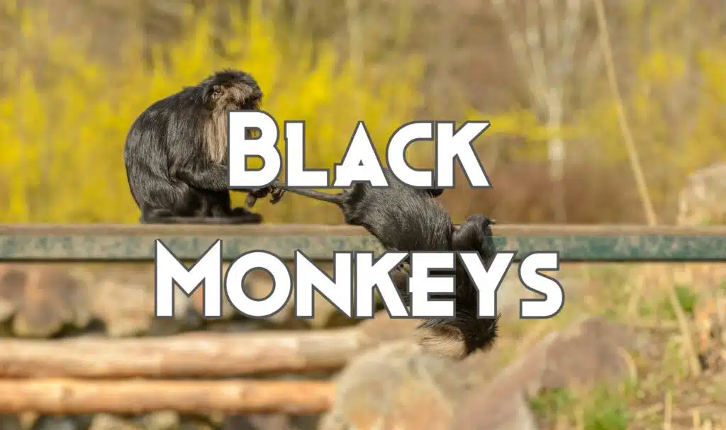 black monkeys