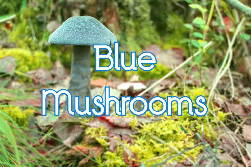 blue mushrooms