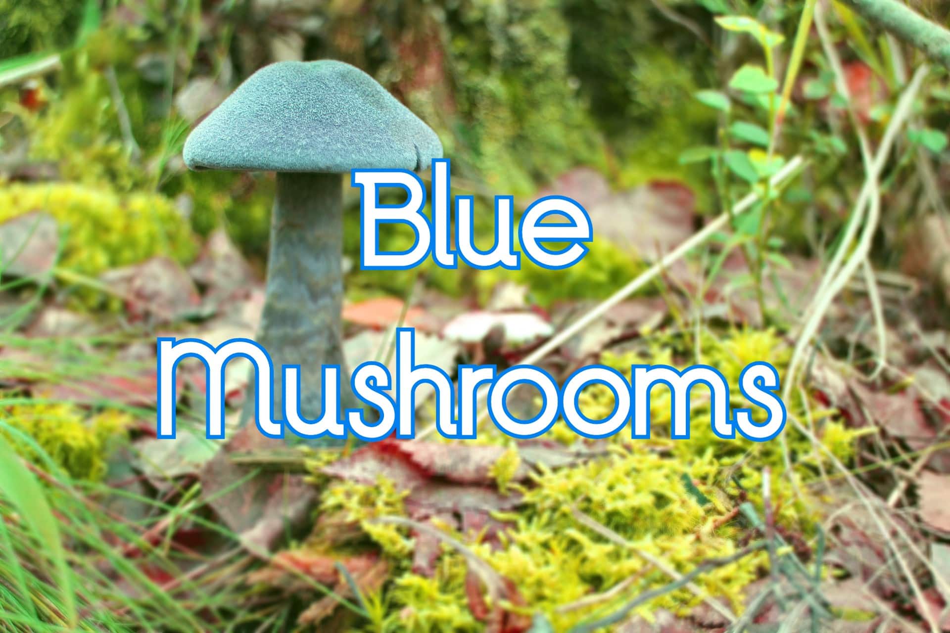 18 Types of Blue Mushrooms (Pictures and Edibility)