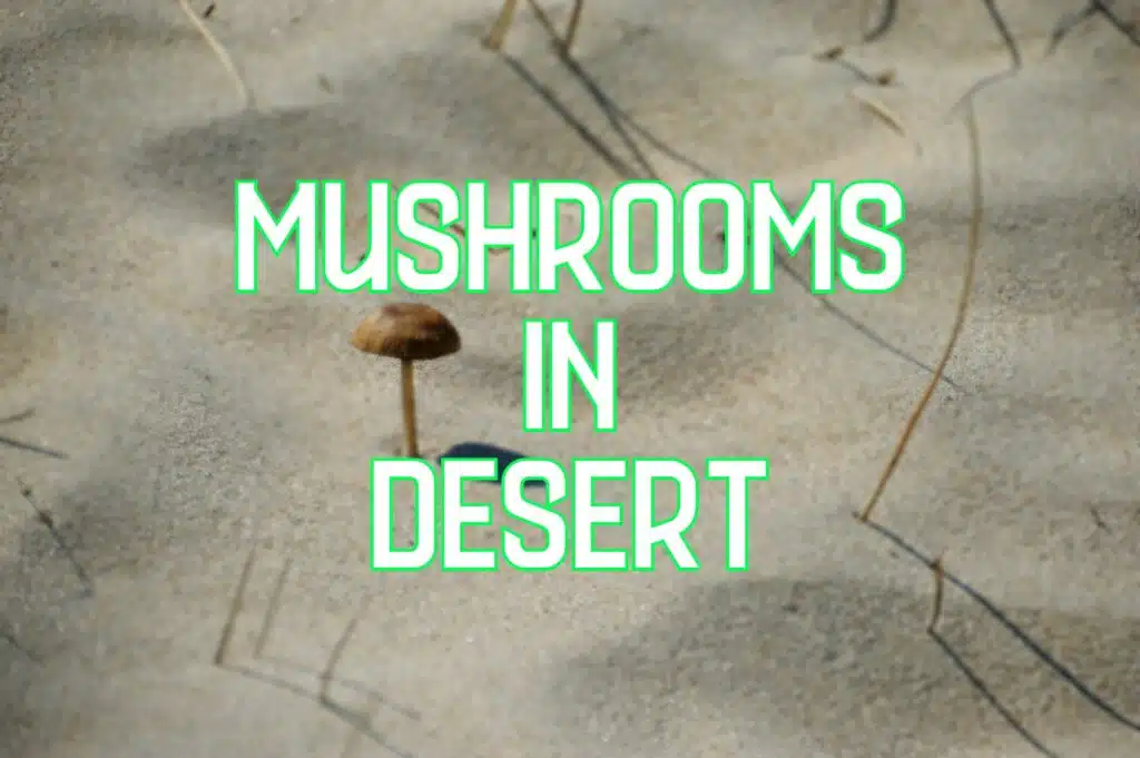 mushrooms in desert