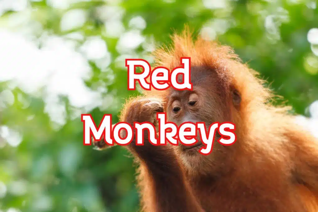 red monkeys