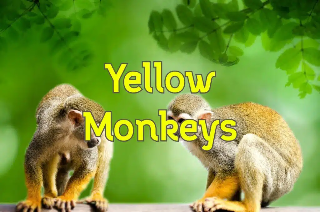 yellow monkeys