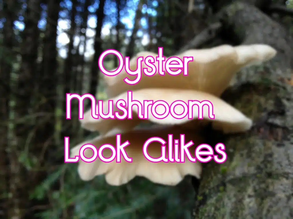 Oyster Mushroom Look-Alikes
