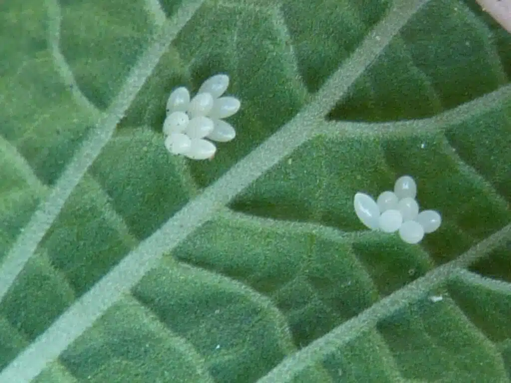 Psyllobora variegata eggs