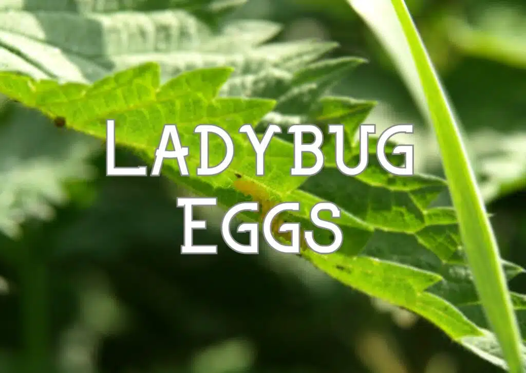ladybug eggs