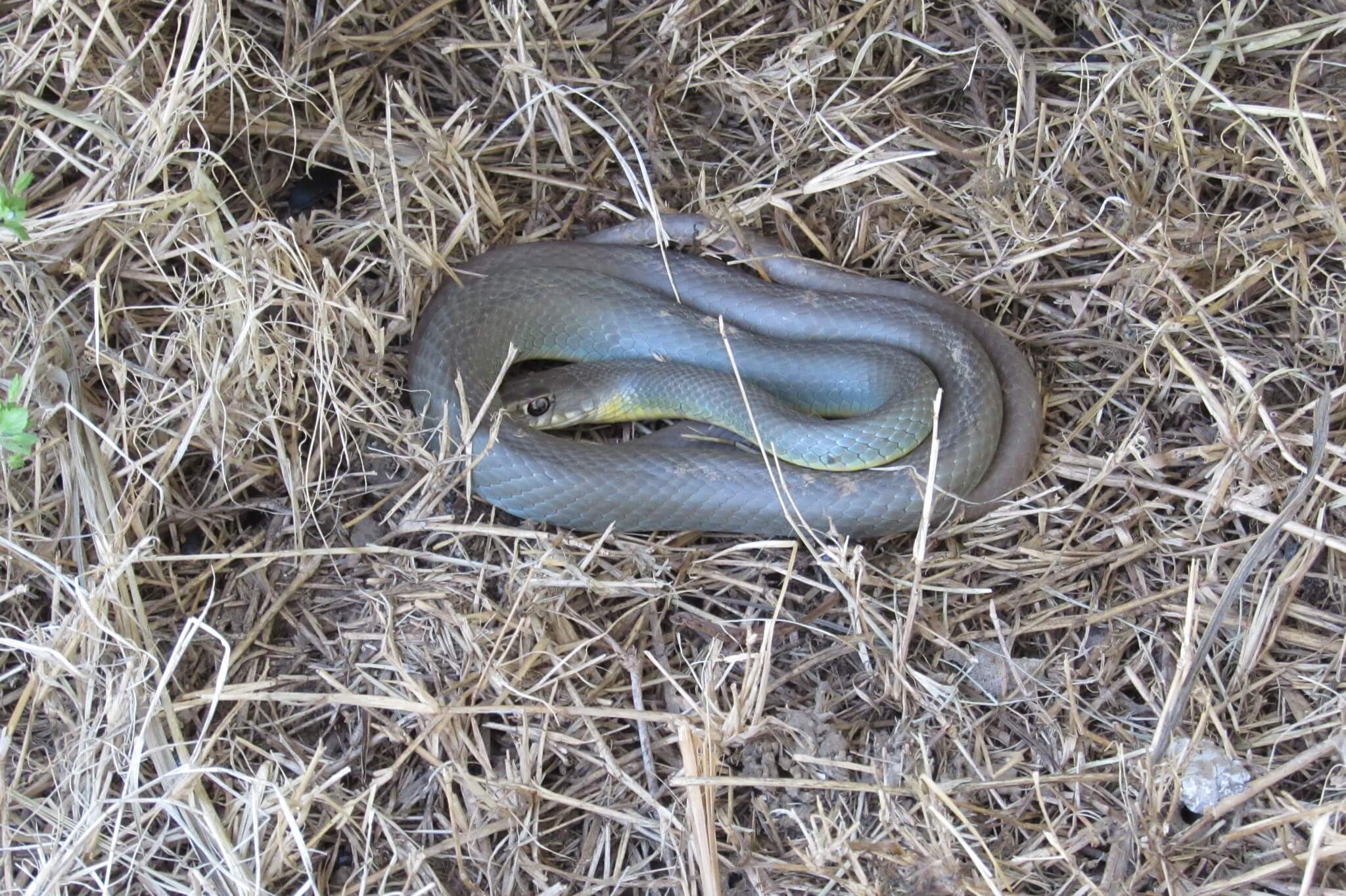 18 Gray Snakes You May See (Some Species Are Venomous)