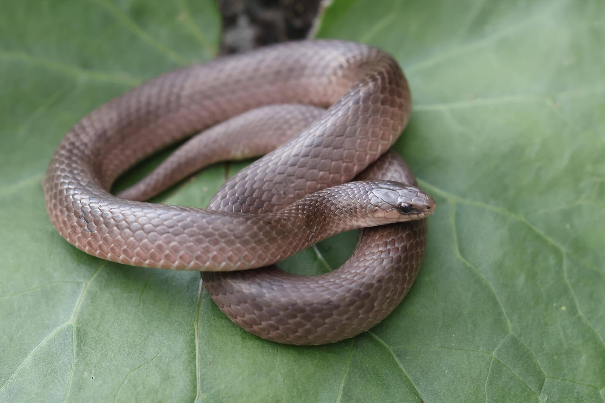 18 Gray Snakes You May See (Some Species Are Venomous)