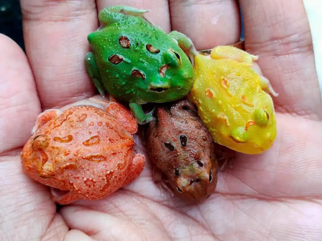 pacman frog morphs