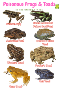8 Poisonous Frogs And Toads In The United States
