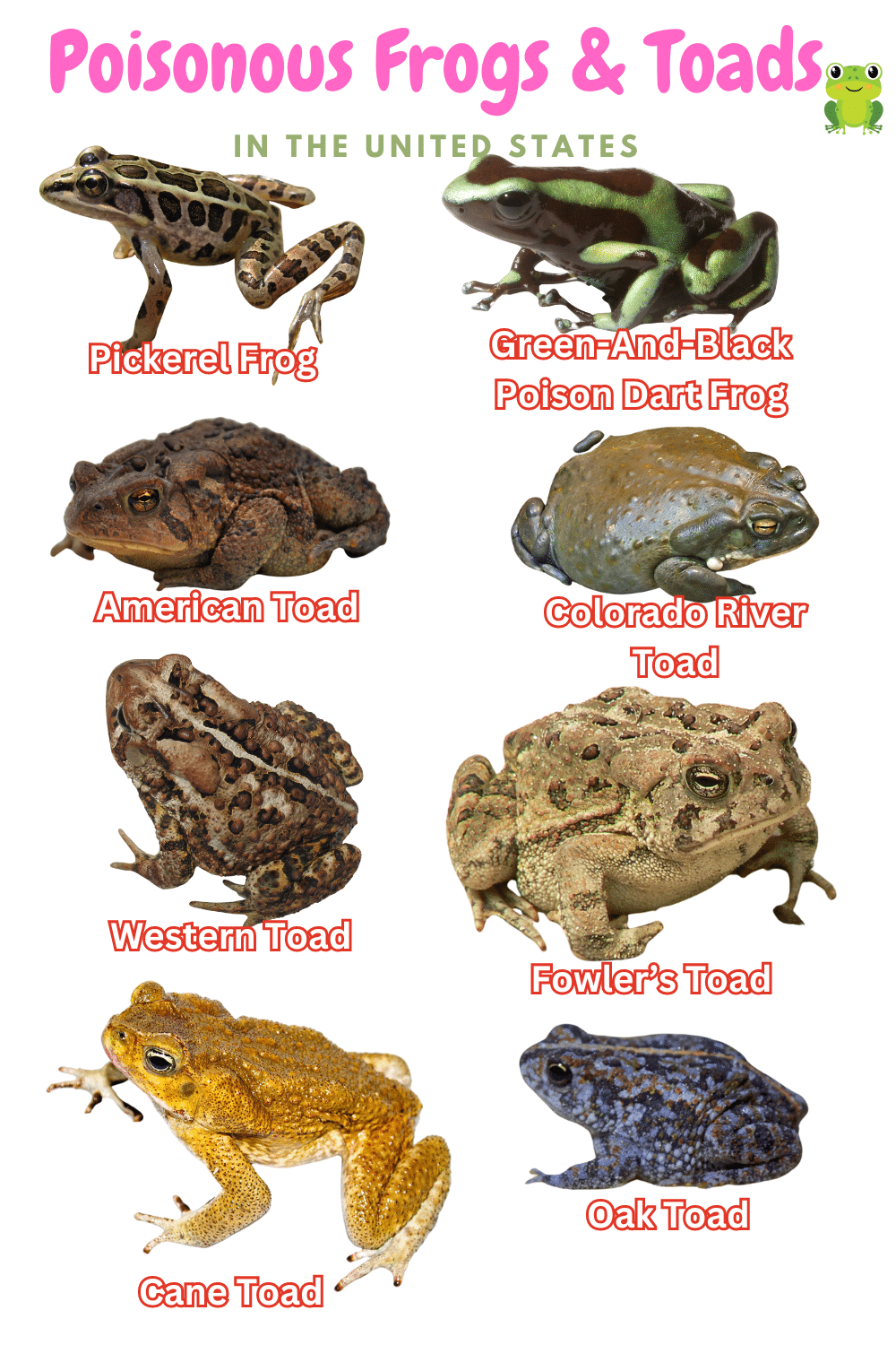 8 Poisonous Frogs And Toads In The United States